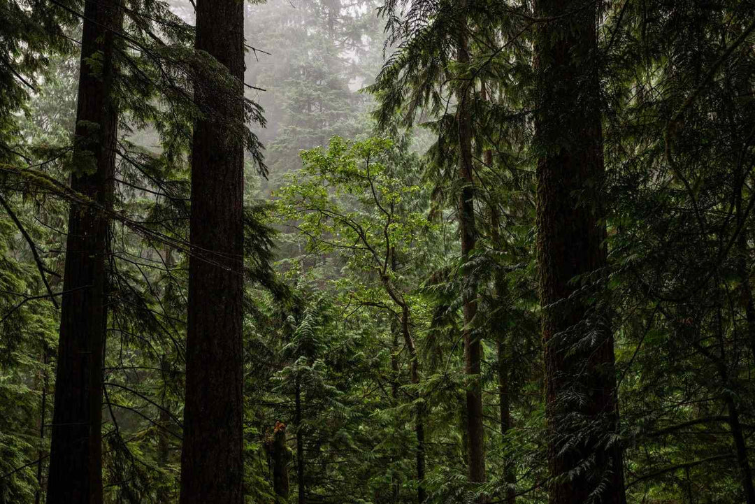trees in a misty forest